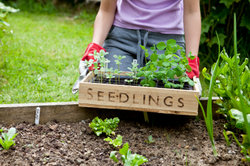 organic garden